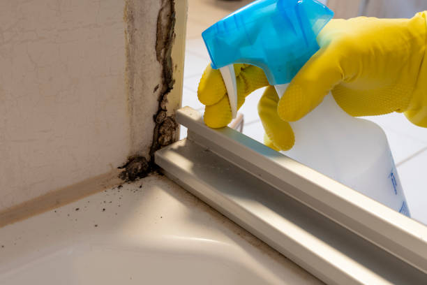 Home Mold Removal in Port Washington, NY